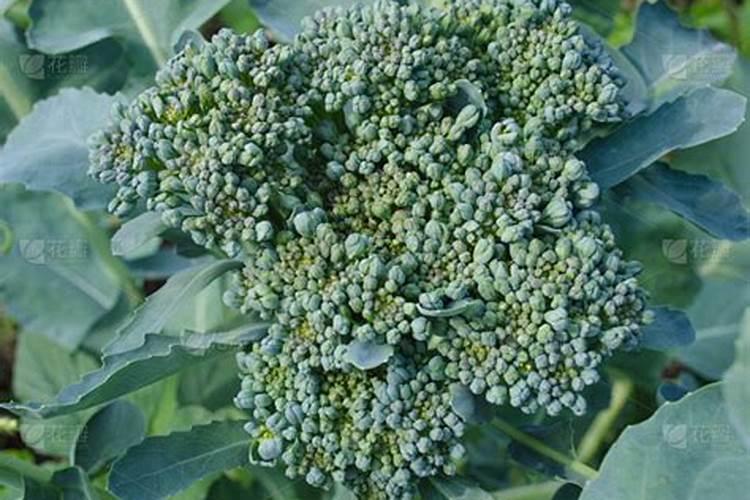 蔬菜如何科学施用锌肥