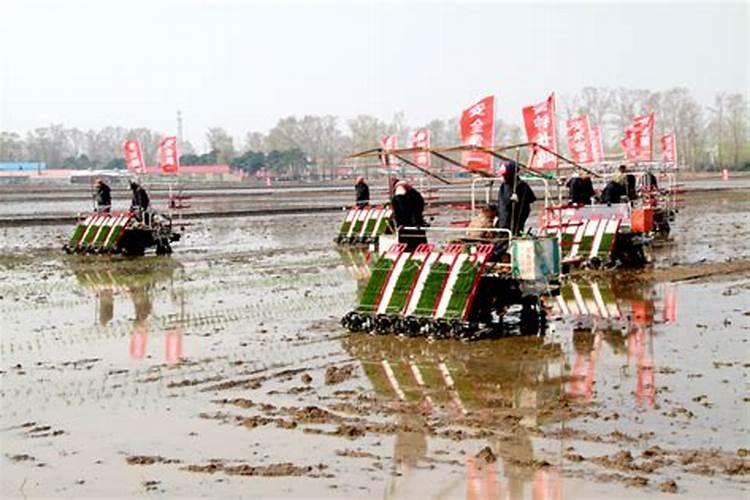 常用锌肥有哪些施用方法