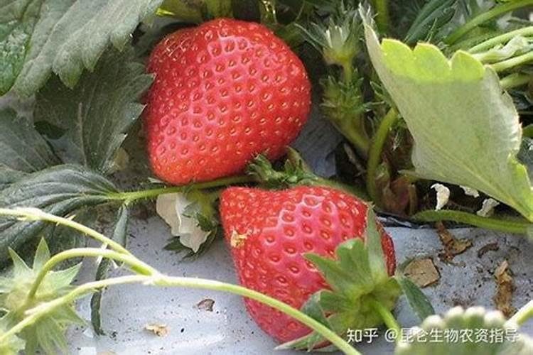 草莓施什么肥料果大