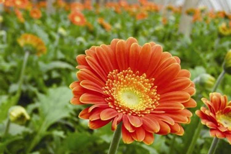 冷水滩草皮基地大全一览表