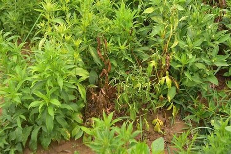 ﻿药用植物叶面追肥技巧