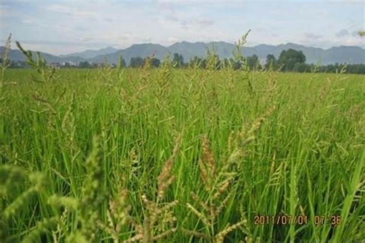 氨基酸叶面肥果树涂杆枝术怎么操作？