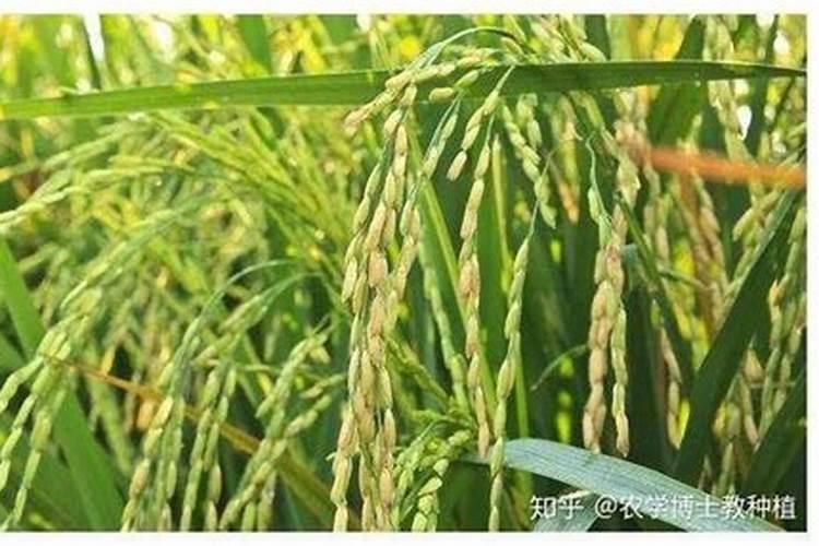 水稻三遍肥最佳时间