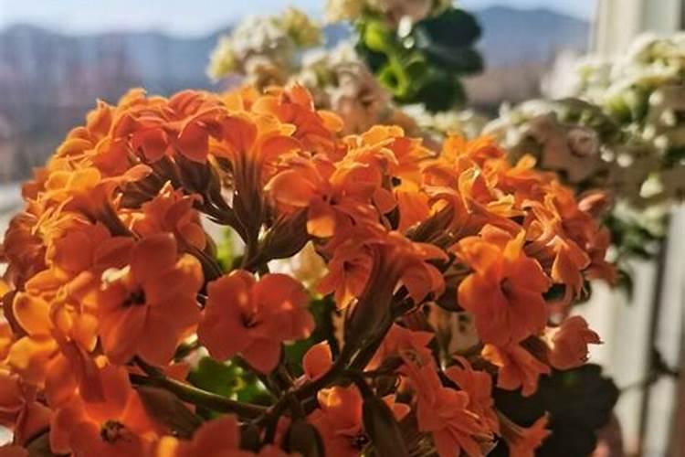 长寿花施肥技巧