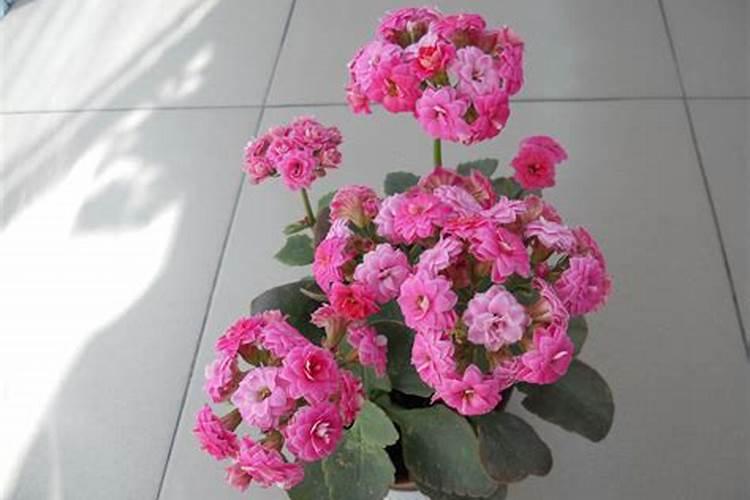 如何给长寿花施肥