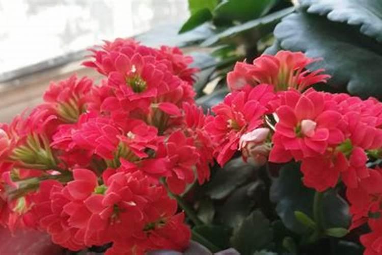 长寿花可以向叶面上喷水吗