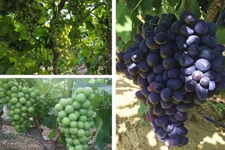 复合肥中钙元素有多少