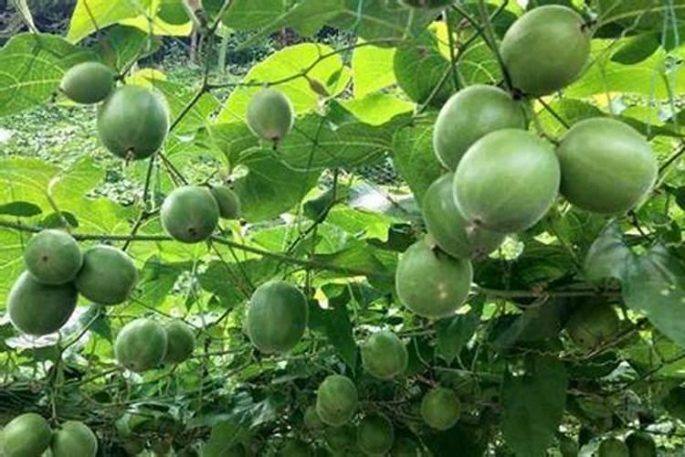 蟹爪兰什么时候施肥施什么肥好