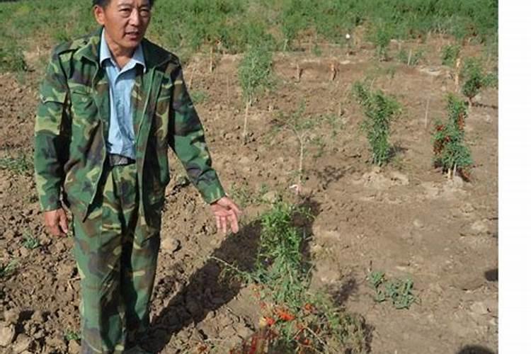 青枯立克农药杀菌剂作用