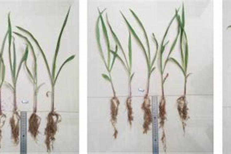 玉米幼苗喷芸苔素后果会怎样