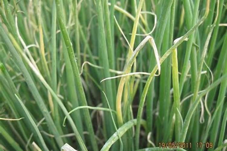 刚出苗的小葱死苗是什么原因