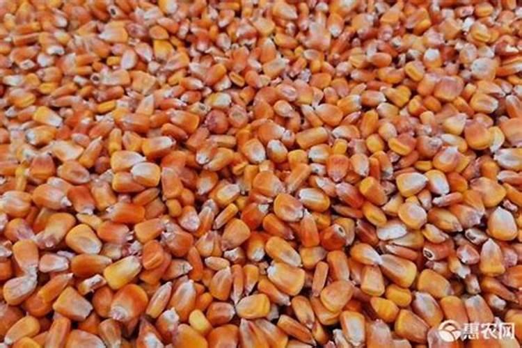 夏威夷果的种植方法