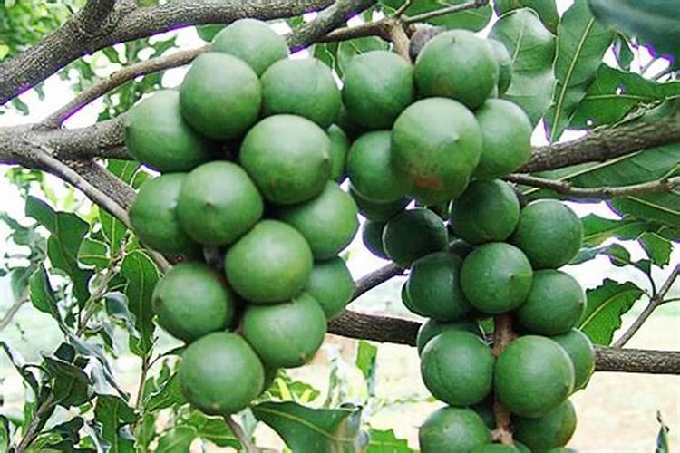 油菜用什么肥料好？