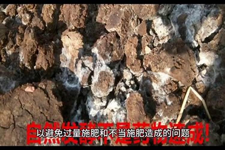 芝麻饼怎么发酵做肥料最简单的方法