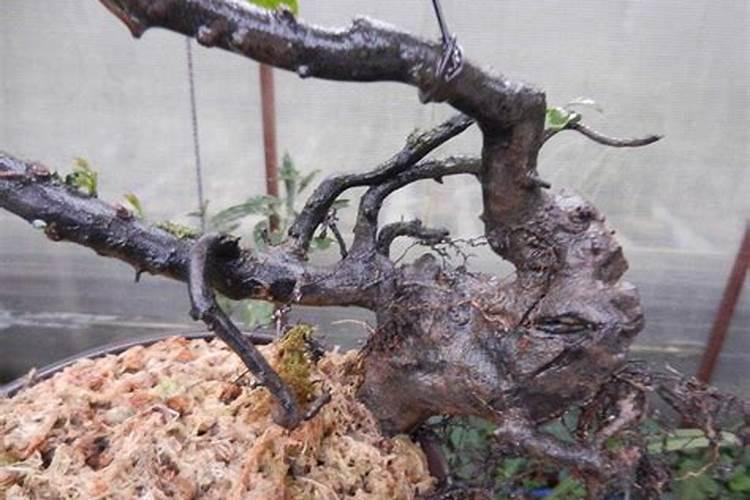 金弹子秋天施什么肥最好？