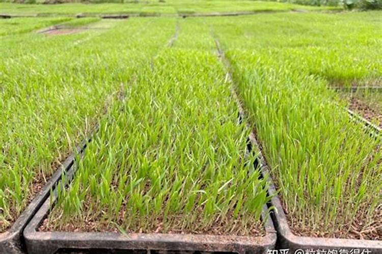 水稻苗期叶尖枯黄怎么回事？水稻秧苗发黄怎么回事,怎样救治