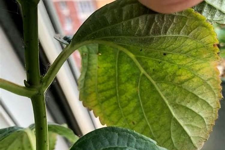 帮我看看我这个绣球花得了什么病？