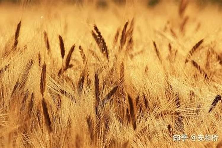 草莓碧护使用方法