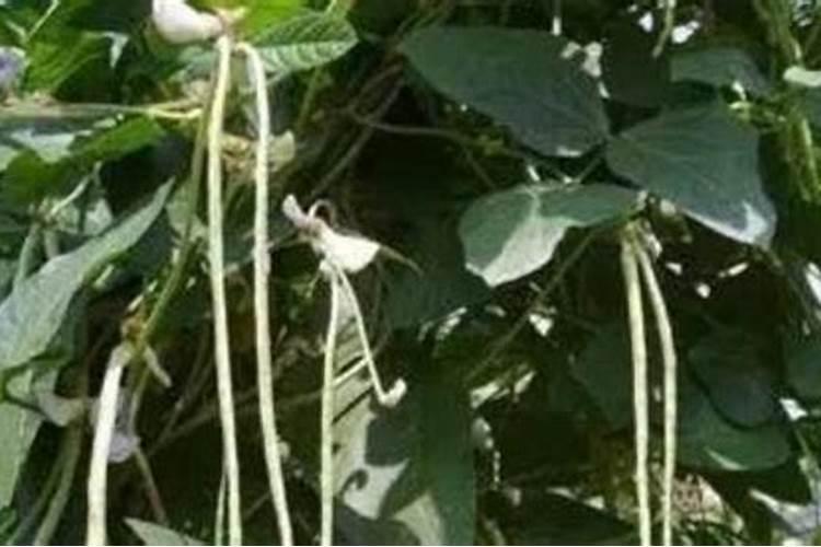 豆角光长秧子不长豆角怎么办 长豆角掉花不结果怎么办