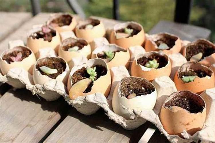 煮熟鸡蛋的壳可以做花肥吗