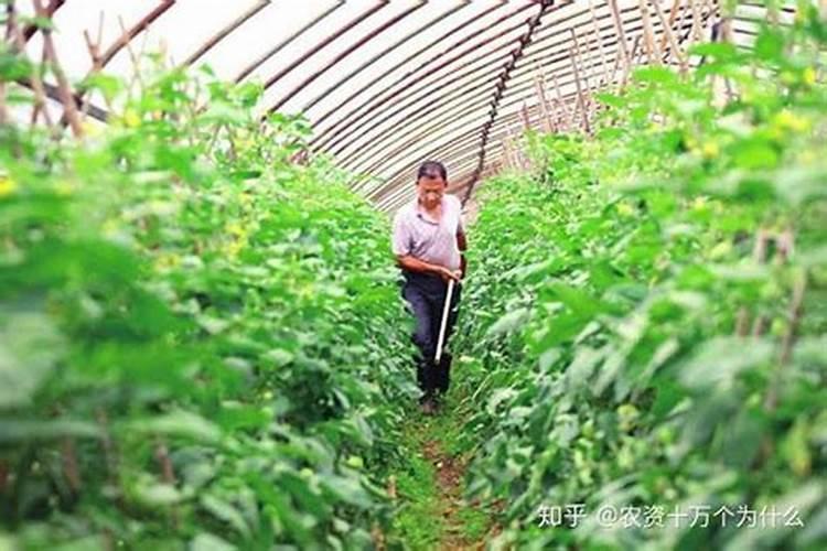 多肉可以用磷肥吗