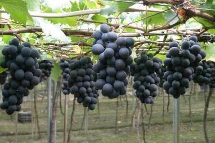 香蕉树是一年一种吗 香蕉树是一次性的吗