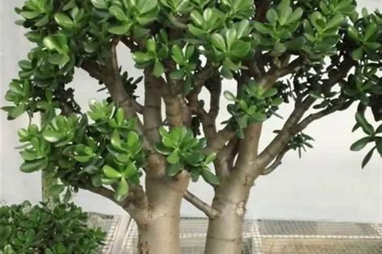 玉树的养殖方法