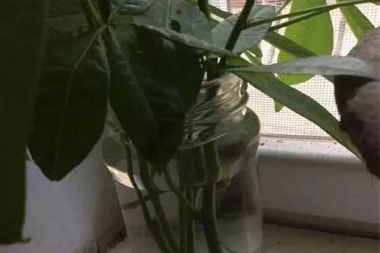 腊梅花扦插方法