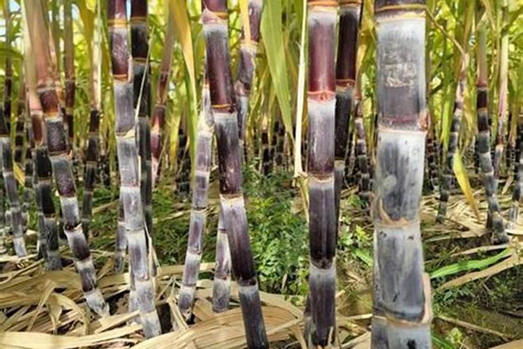 种植甘蔗可以用什么肥料？