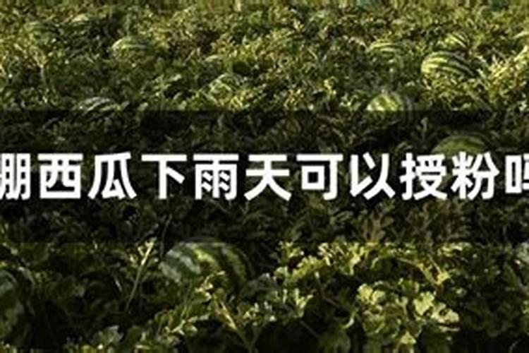 西瓜雨天可以施肥吗