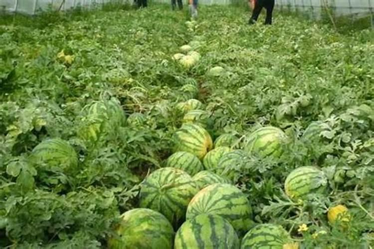 大棚阴天下雨可以打叶面肥吗