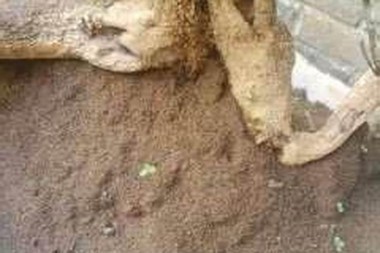 三角梅下山桩(裸根)发芽后多久可以施肥