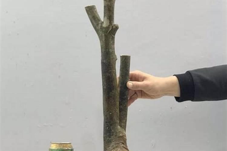 沙培下山桩怎么施肥