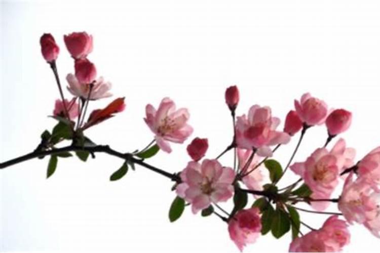 海棠花施什么肥最好