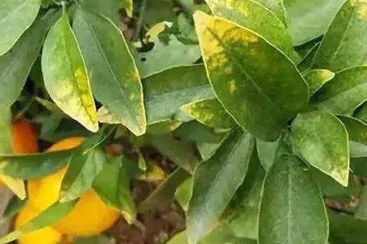 松土精对植物有危害吗