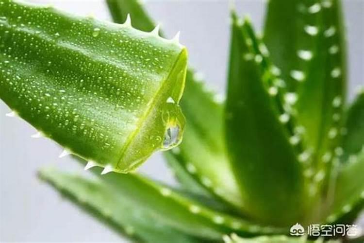 温室中的气体肥料