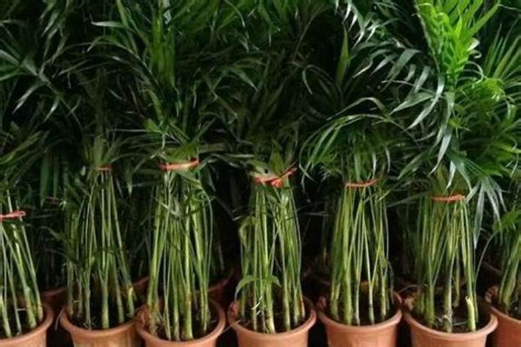 夏威夷竹子开花了怎么办？