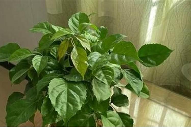 菜豆树的养护方法