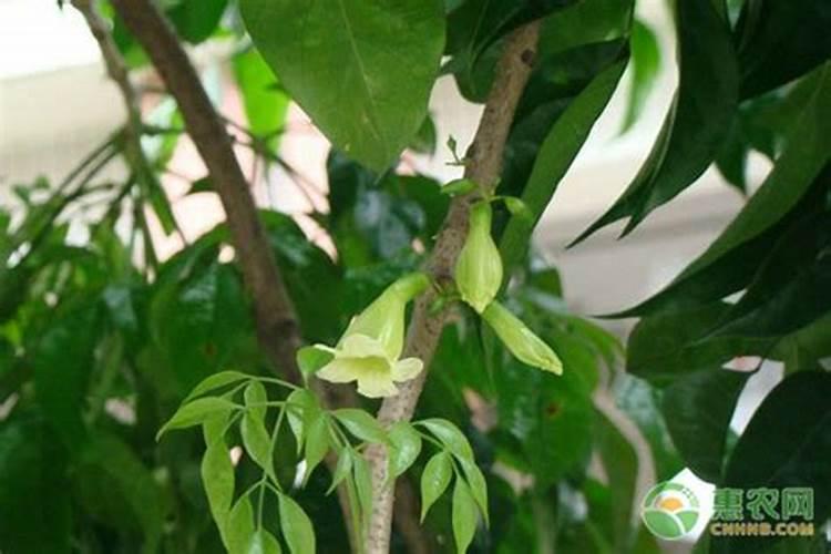 菜豆树四季如何养护？