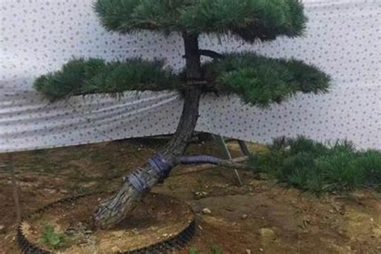 大棚葡萄藤剪完枝以后开沟上什么肥料最合适？