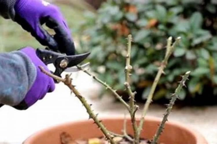 百合花剪枝后多久能长新枝？