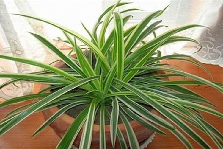 吊兰施什么肥最好