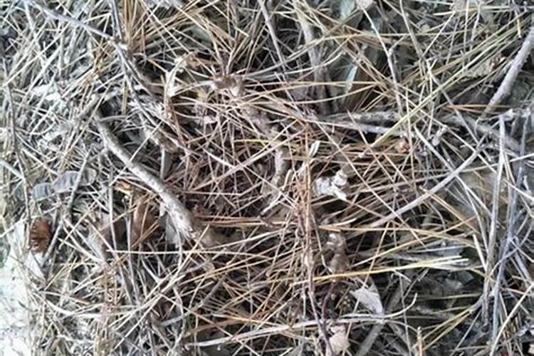 腐烂松针可以当肥料吗