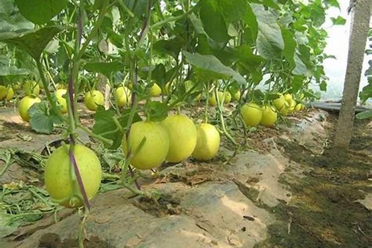 甜瓜授粉15天后冲平衡肥还是高钾肥好？