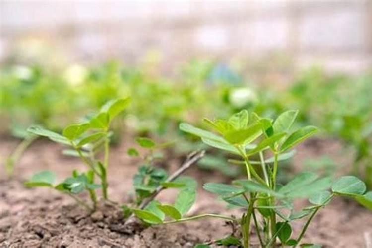 花生施肥能用尿素吗