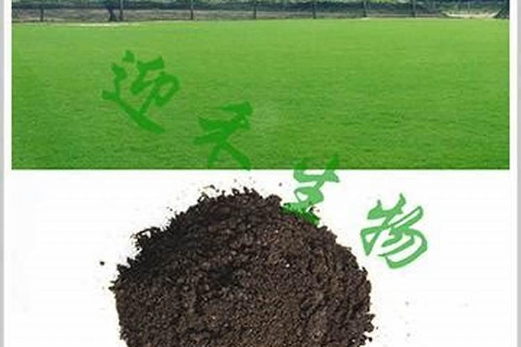 月季为什么要喷施叶面肥杀菌剂添加叶面肥有何作用