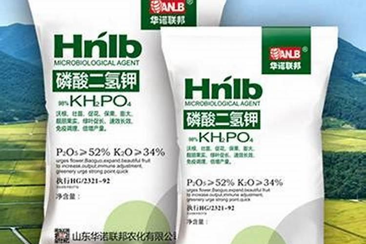 月季施肥和打药要错开时间吗