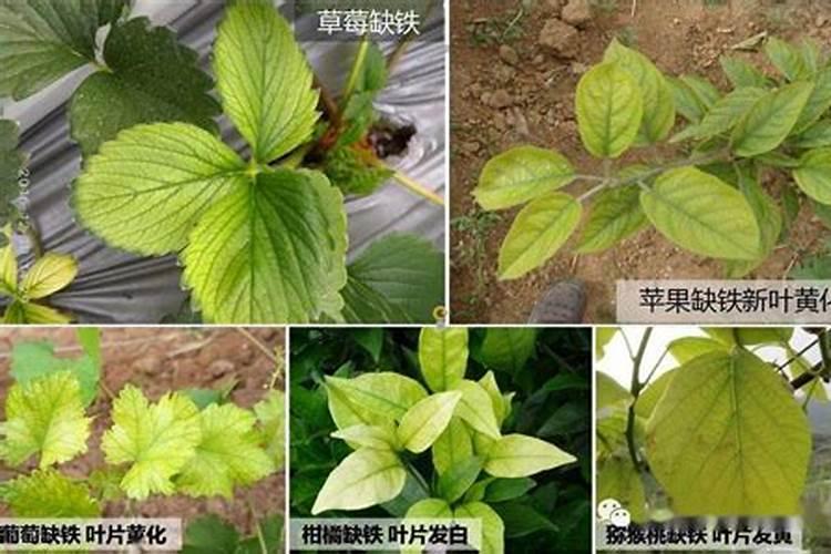 棉花的锌中毒有哪些症状？