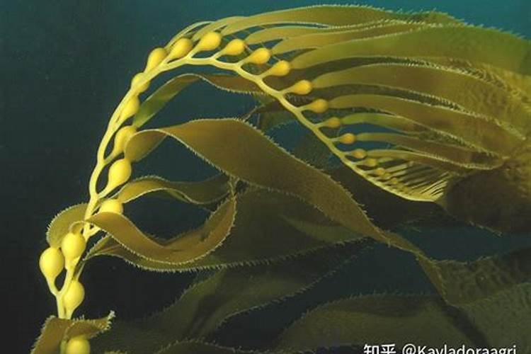 藻博士藻博士海藻肥的五大特点