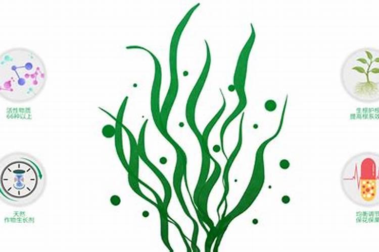 海藻精对植物的作用(肥料海藻精使农作物提早成熟提高产量)